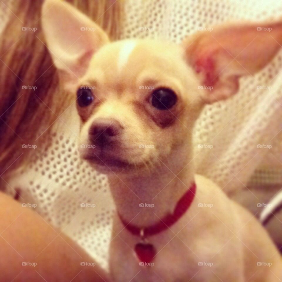 dog red purebread chihuahua by severina1