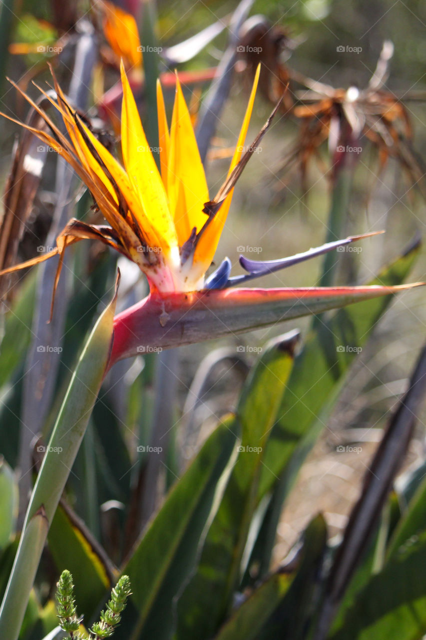 The strelitzia plants flowering bird head