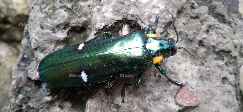 This insect lands on the artificial stone in the yard