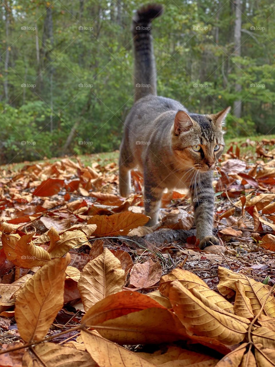 Walking In Autumn