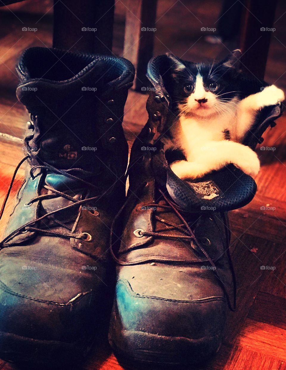 Kitten in boots