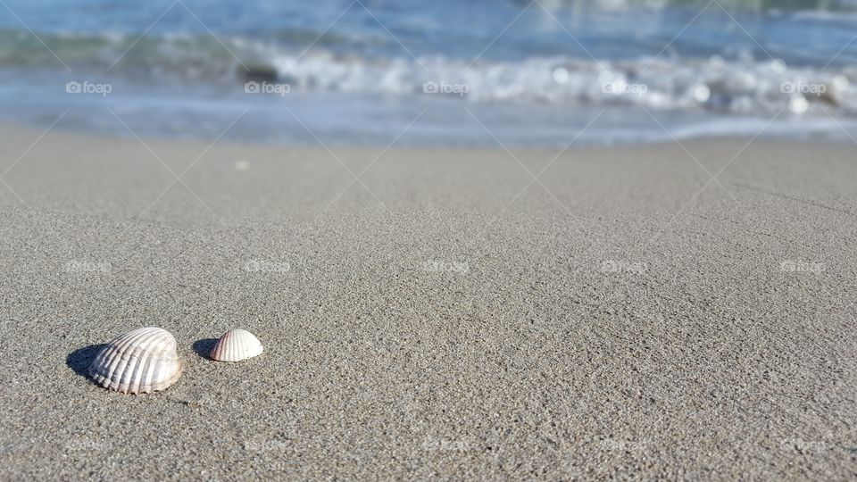 shells on the sand