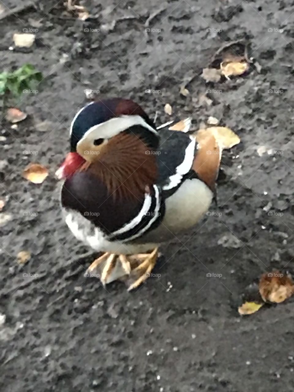 Mandrian Duck