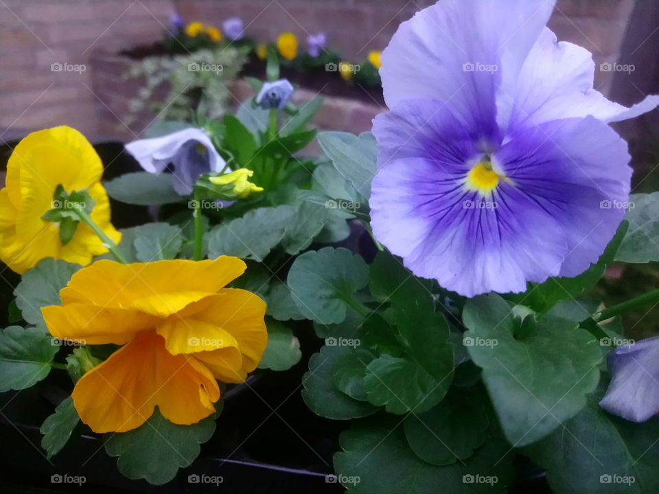 Colorful pansies (Viola) in the urban garden. Blue and yellow are complementary colors.