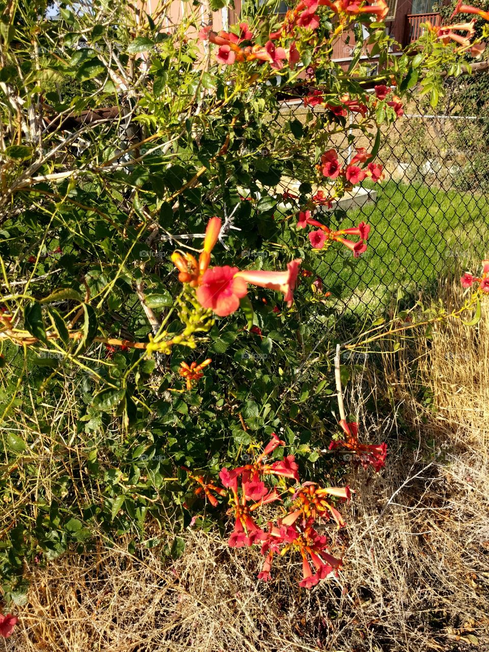 Trumpet Vine growing on Chain Link amid Desolation