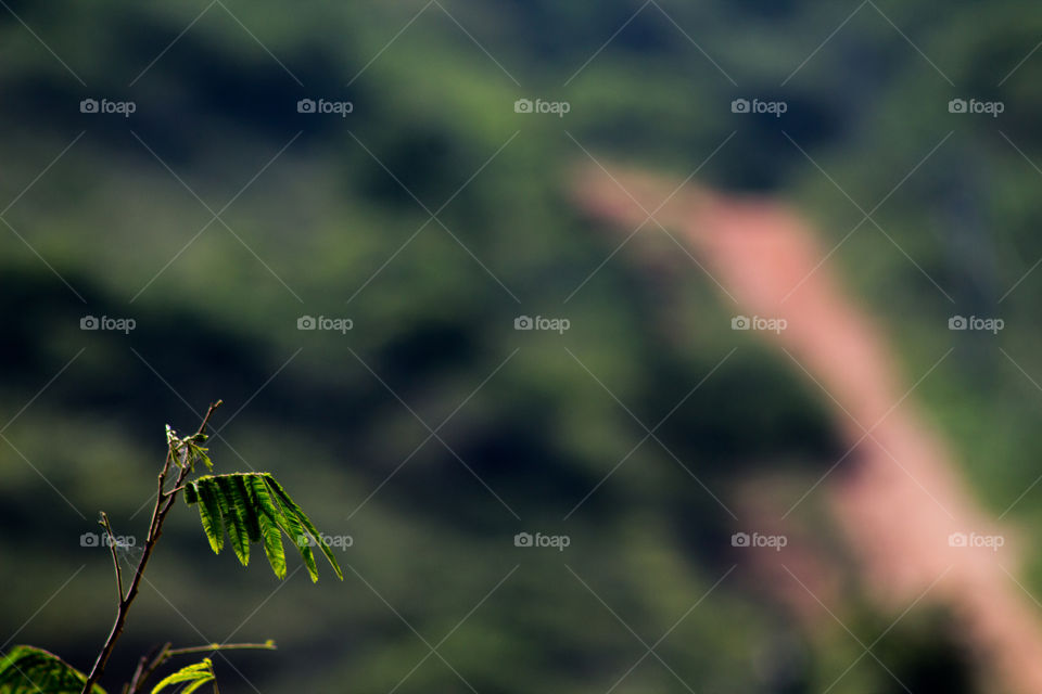 No Person, Leaf, Nature, Outdoors, Tree