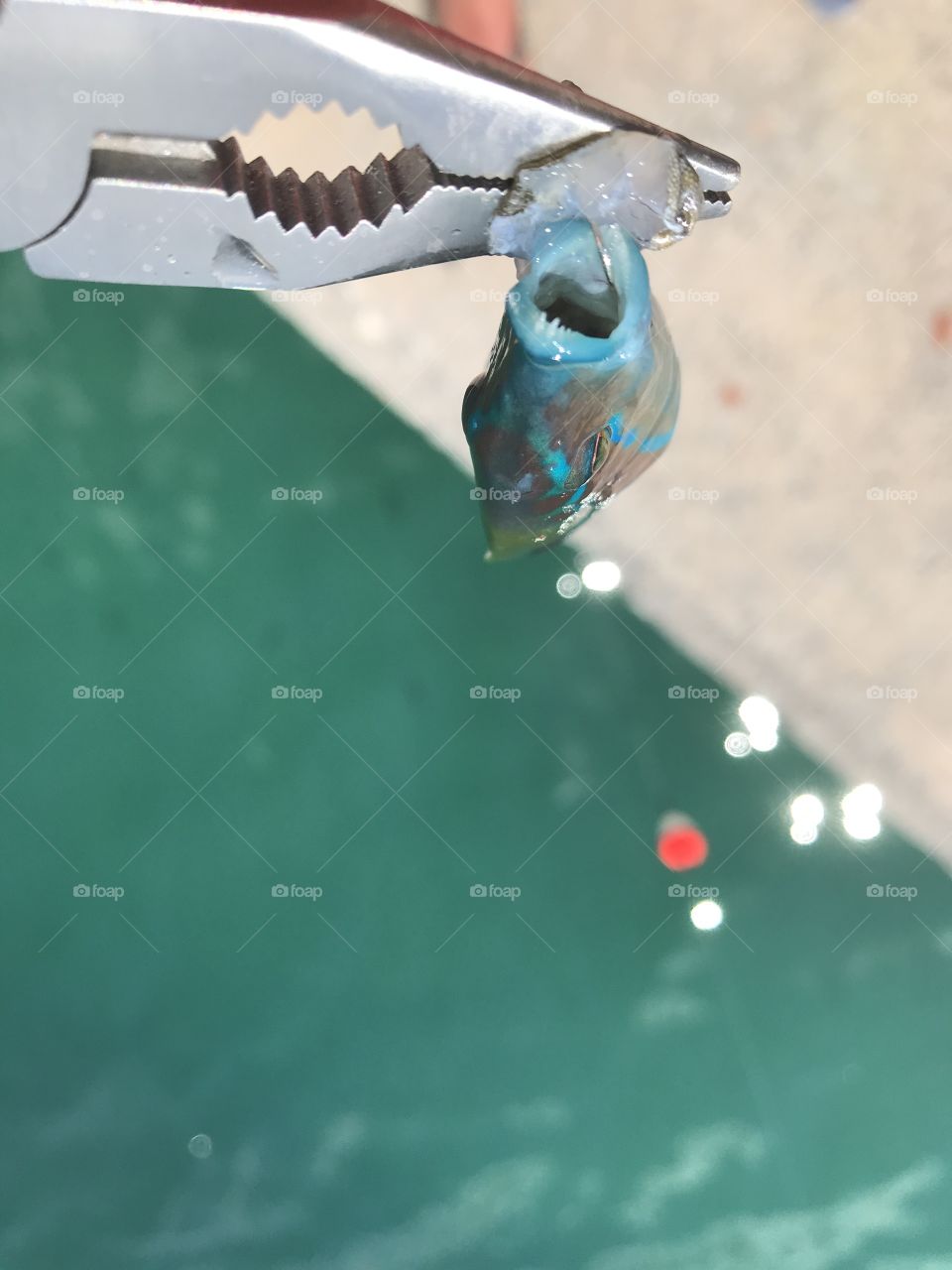 Ornate wrasses teeth 