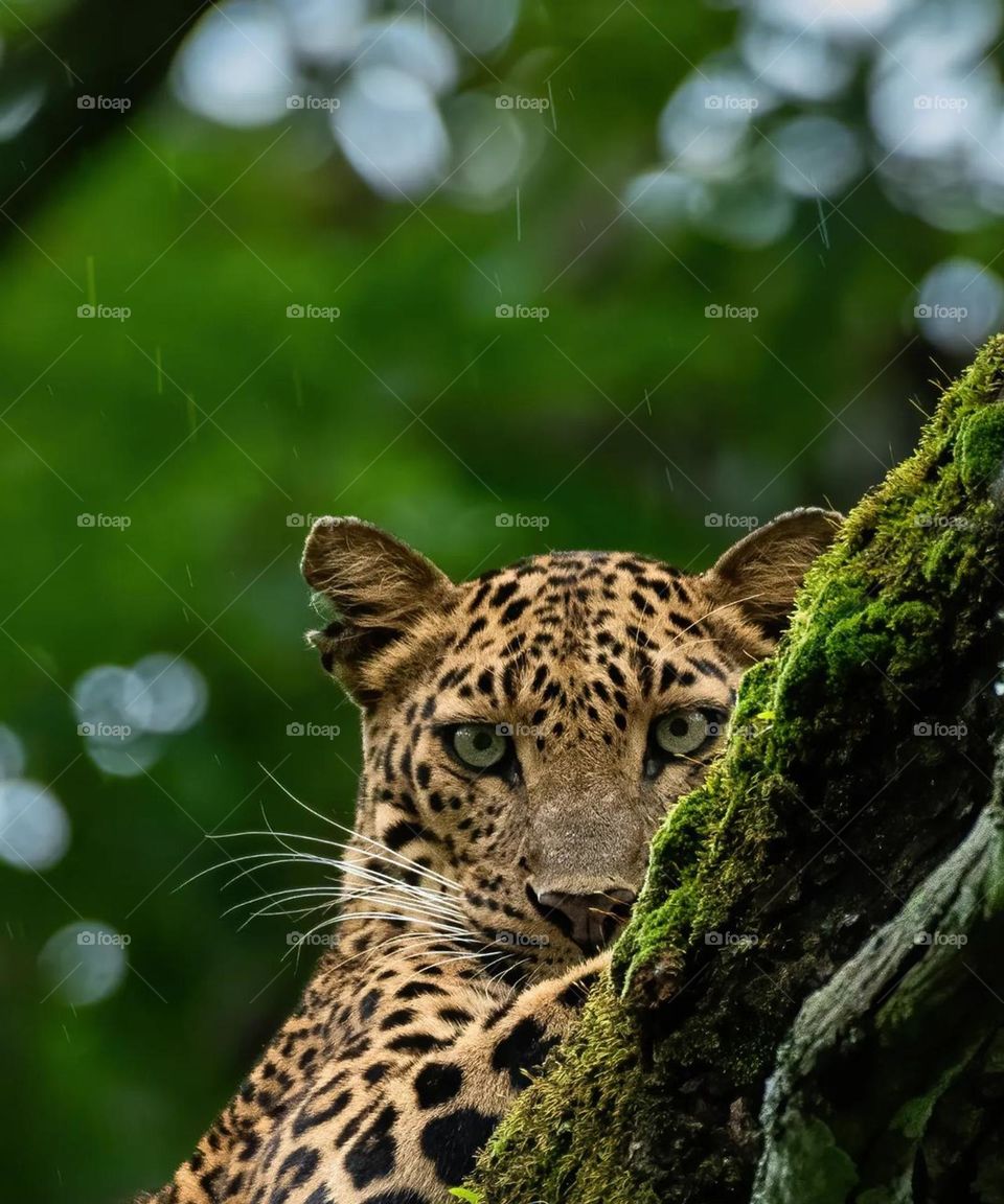 Leopard