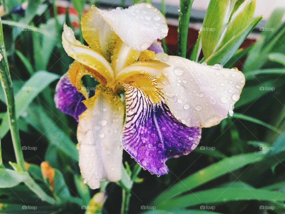 Closeup of summer flower