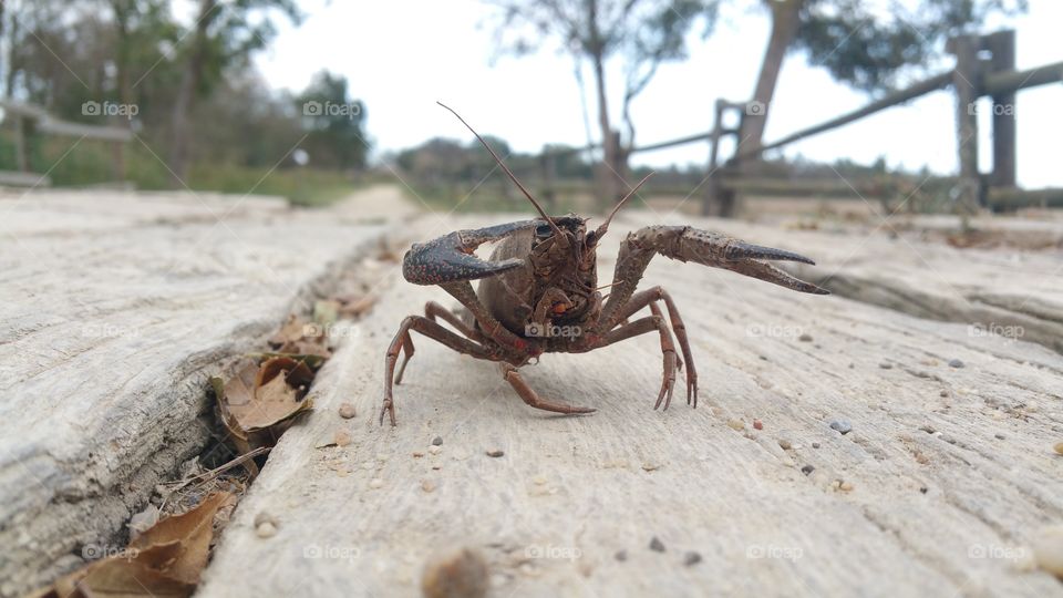 Crab with claws.