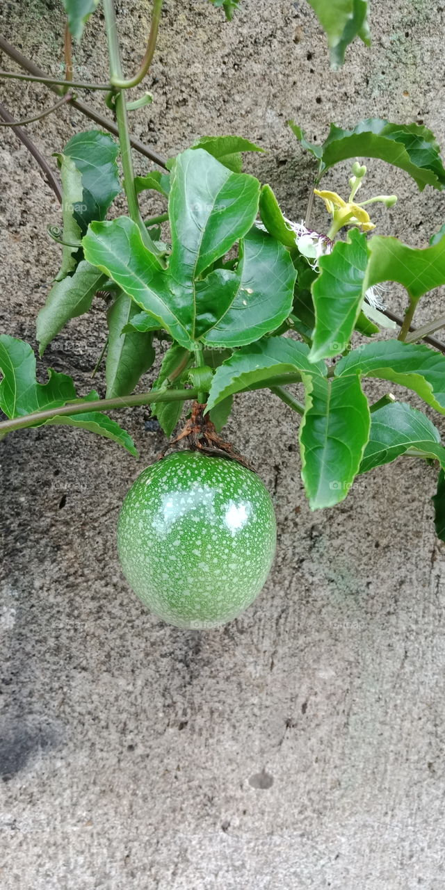 The fruit