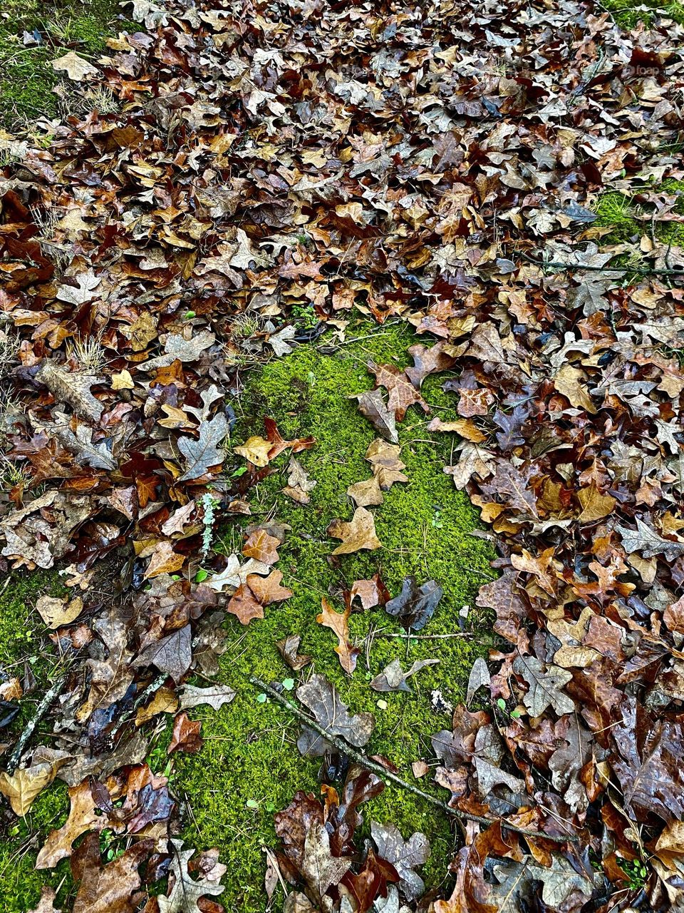Moss growing on the ground with leaves surrounding it