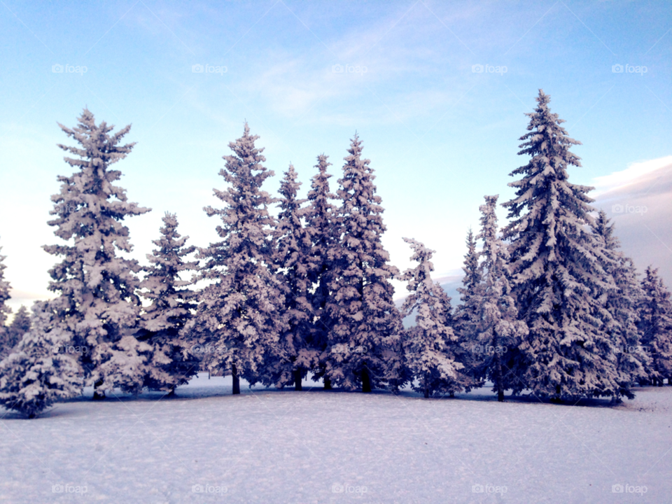 snow winter landscape tree by redrock