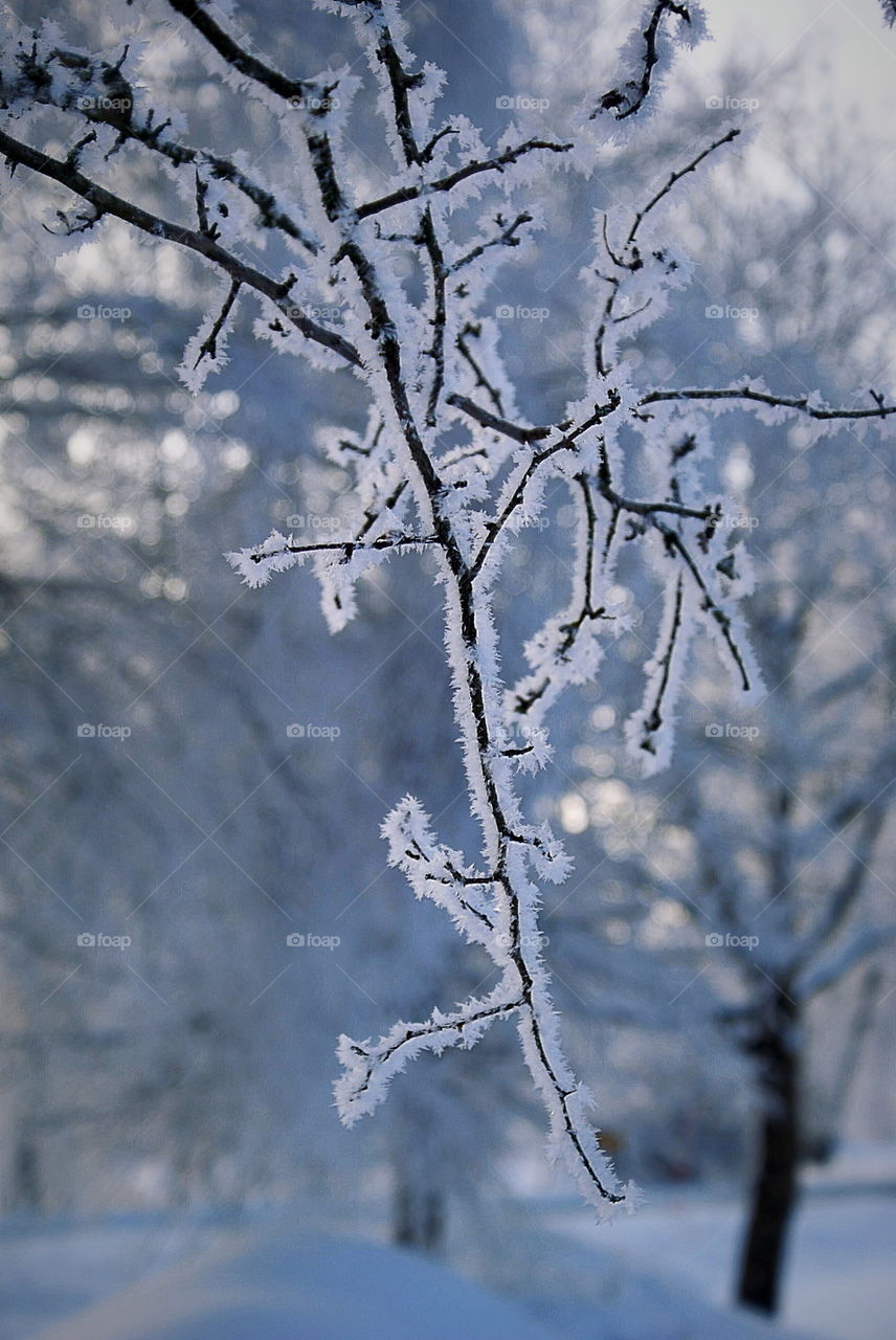 View of frozen branch