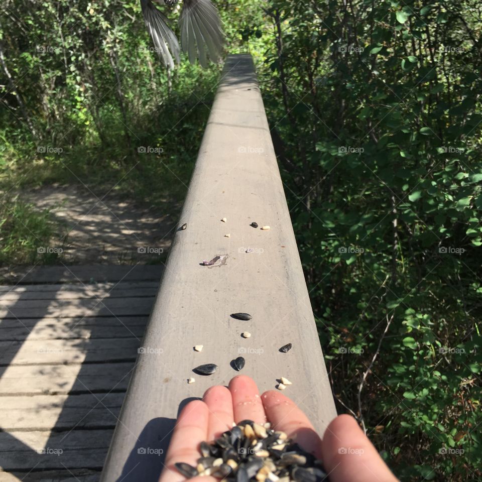 No Person, Road, Wood, Outdoors, Nature