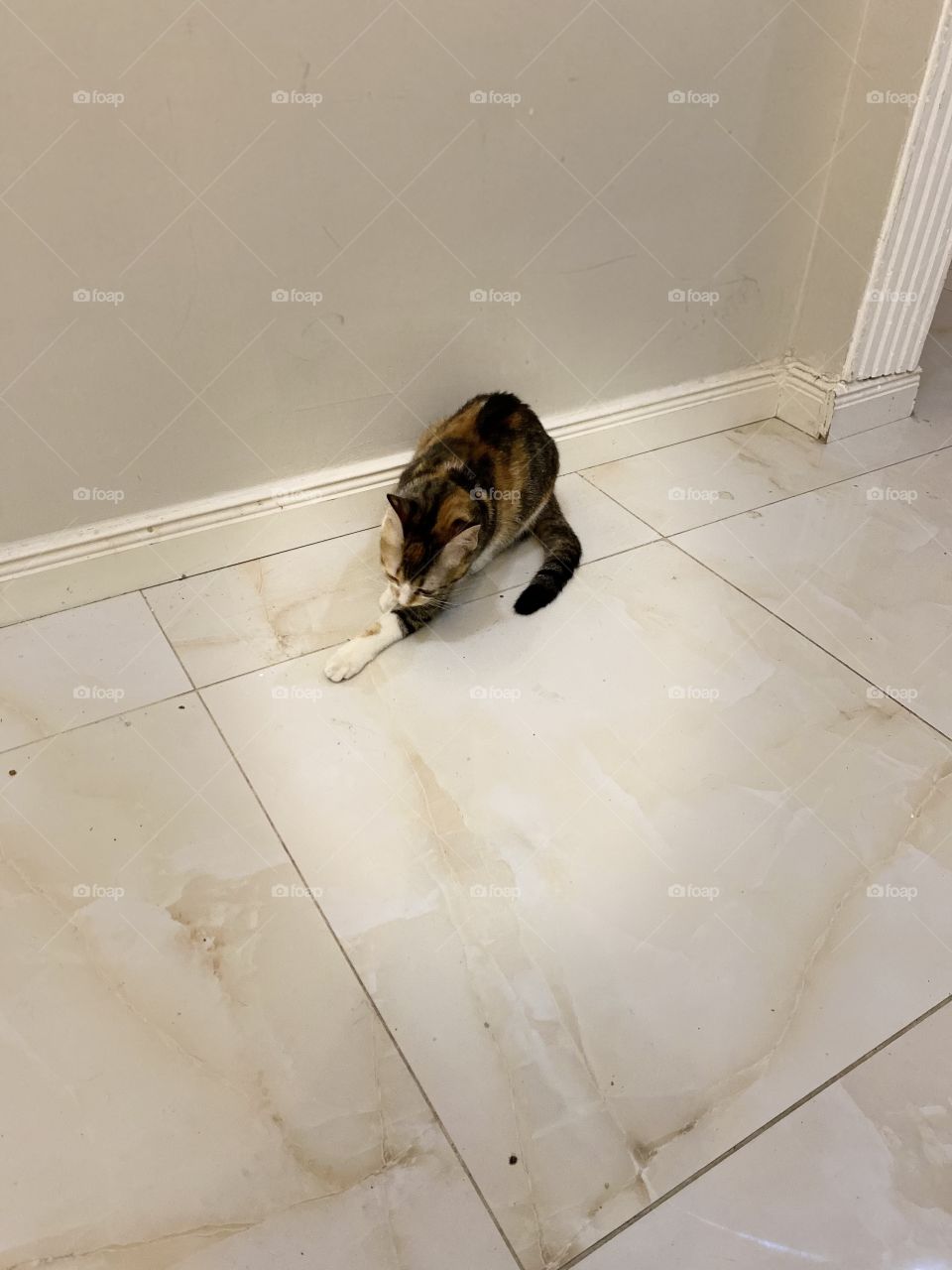 Beautiful cat but all the time is angry 😡