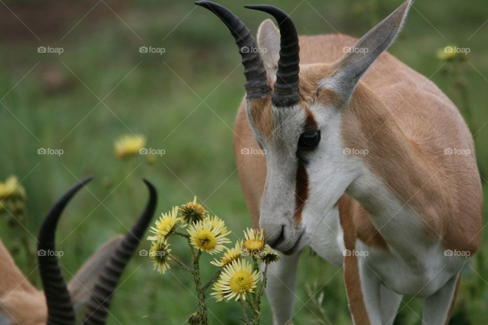 Springbok sniff