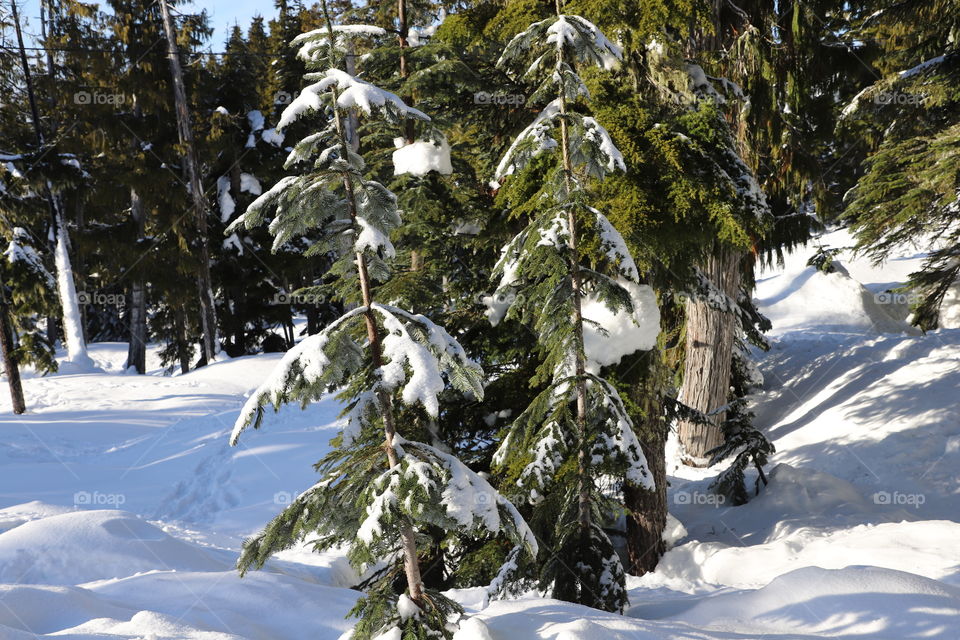 Young pine trees on the snow 