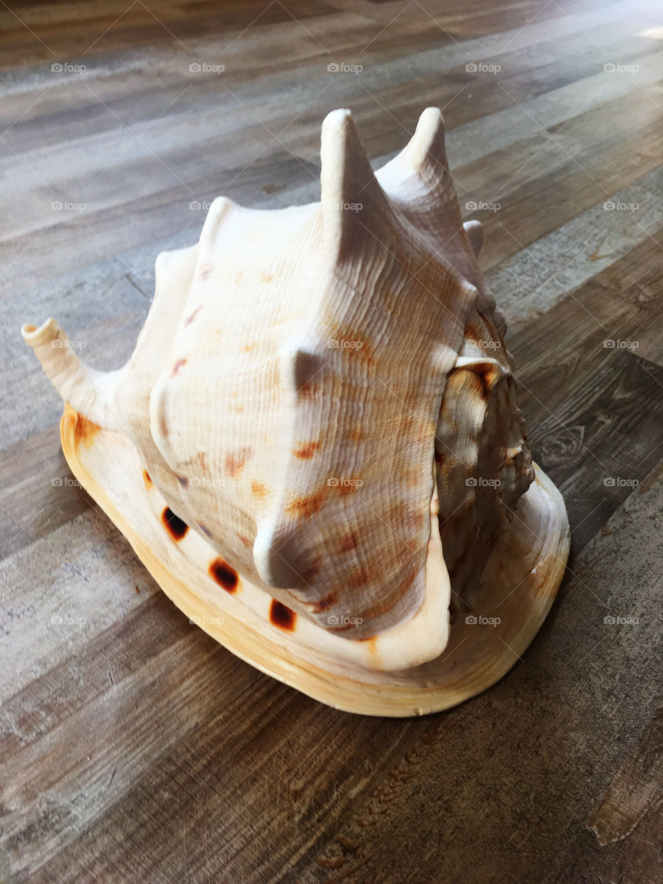 Big conch 