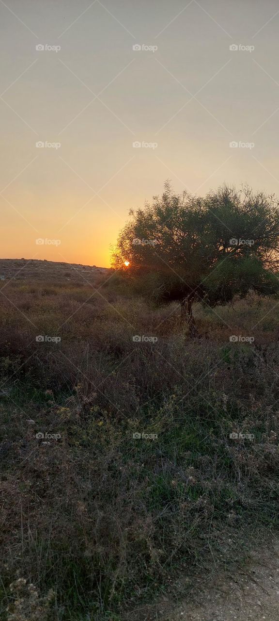 nice sunset in the tree