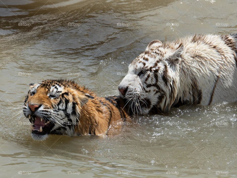Two tigers play in the water at Colorado's beautiful Wild Animal Sanctuary