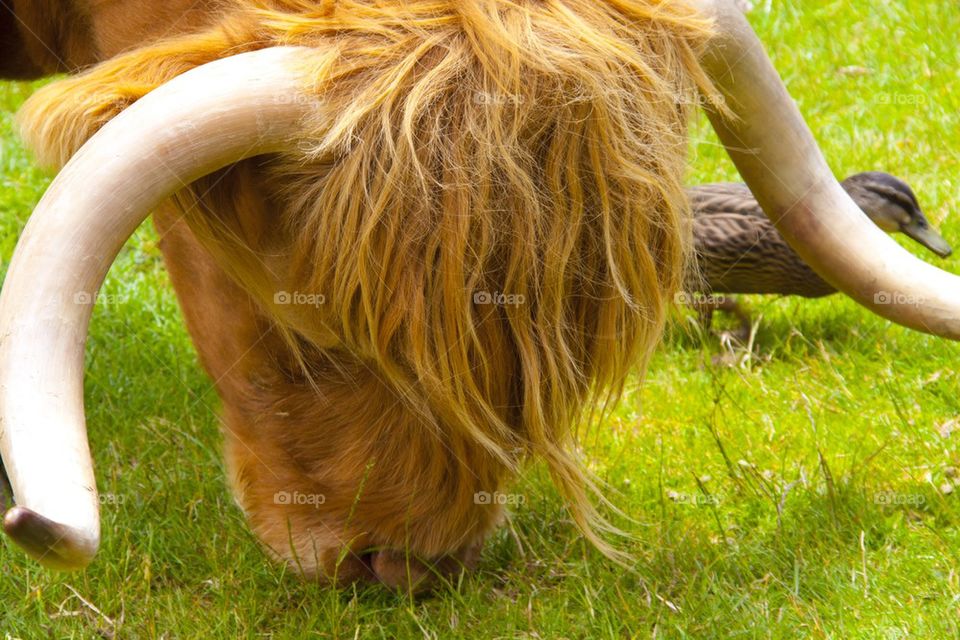 AUCKLAND, NEW ZEALAND THE CUTE BULL AT NEW ZEALAND FARM