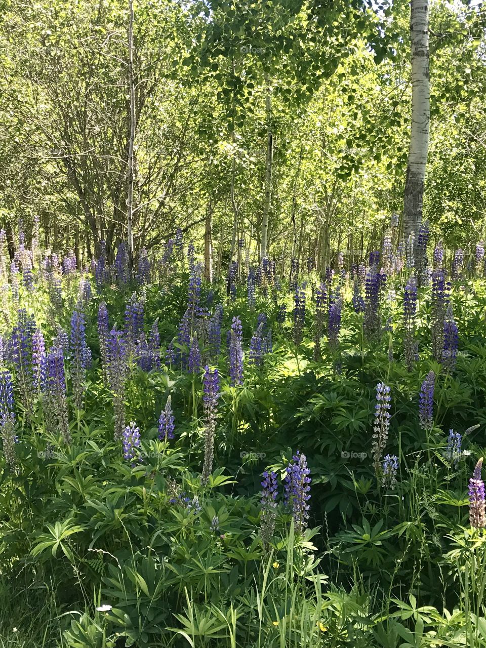 Lupines