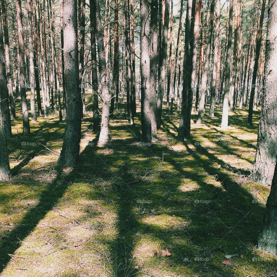 Lights and shadows in beautiful Polish forest