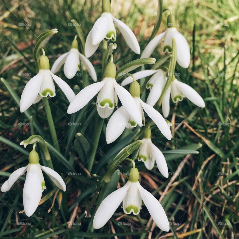 Flowers growing on plant