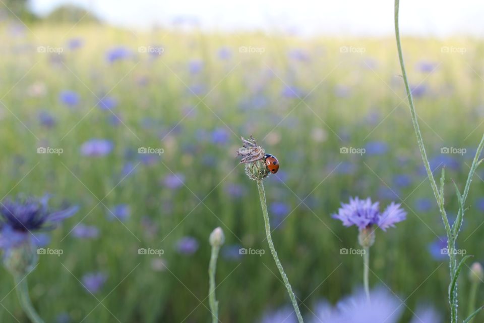 Ladybug perching on bud