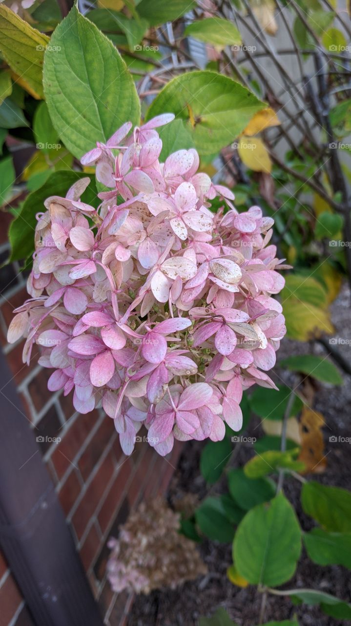 hydrangeas
