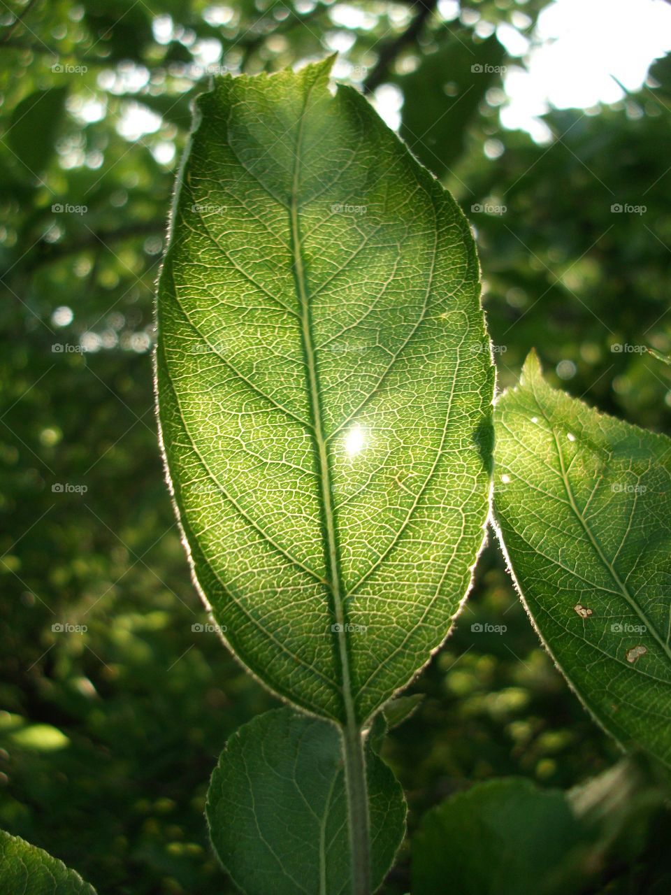 Golden Hour Leaf Glow. Golden Hour Leaf Glow