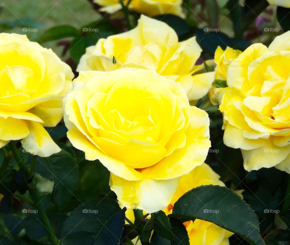 Yellow rose of Texas 