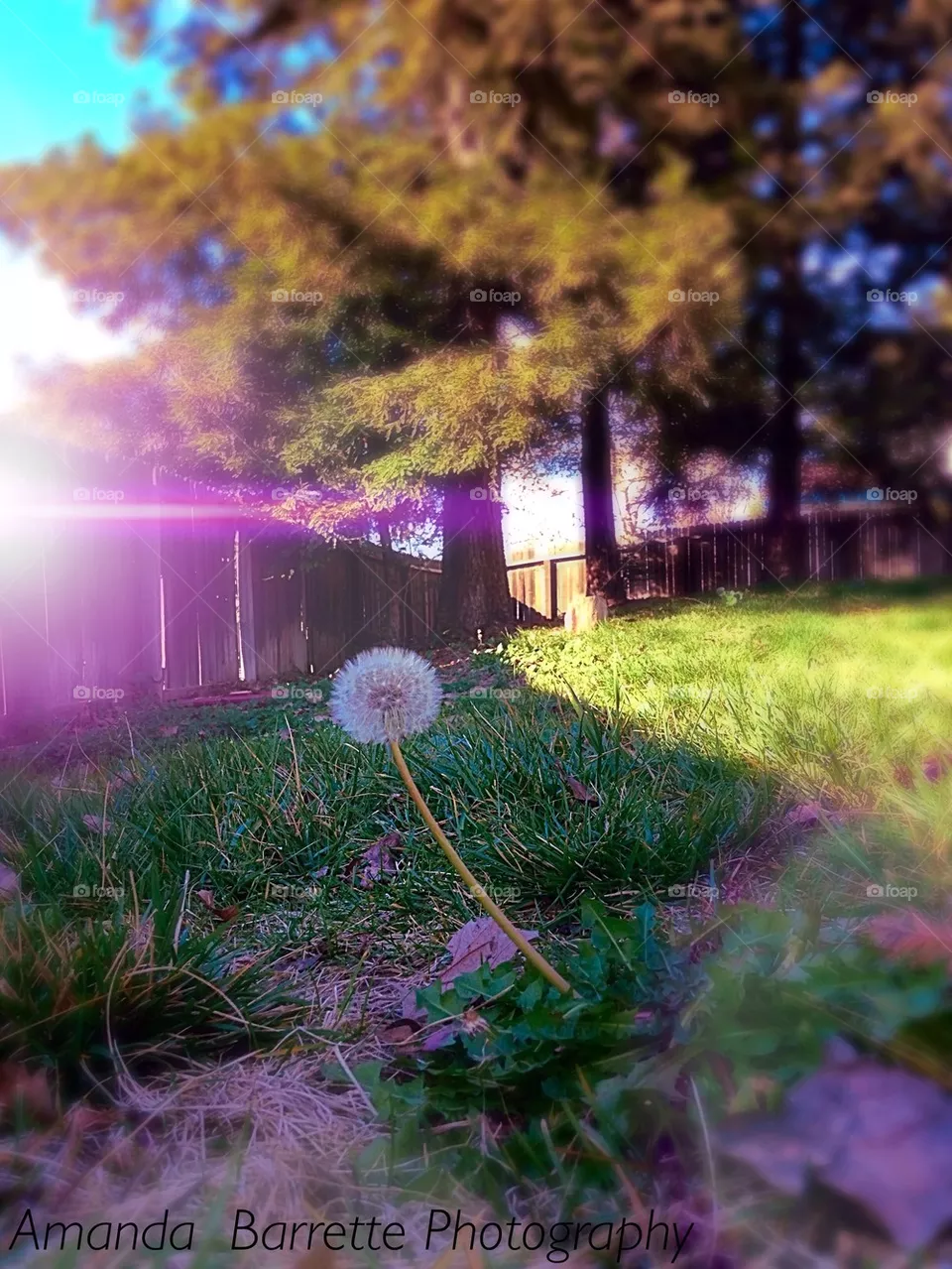 Make a wish...
