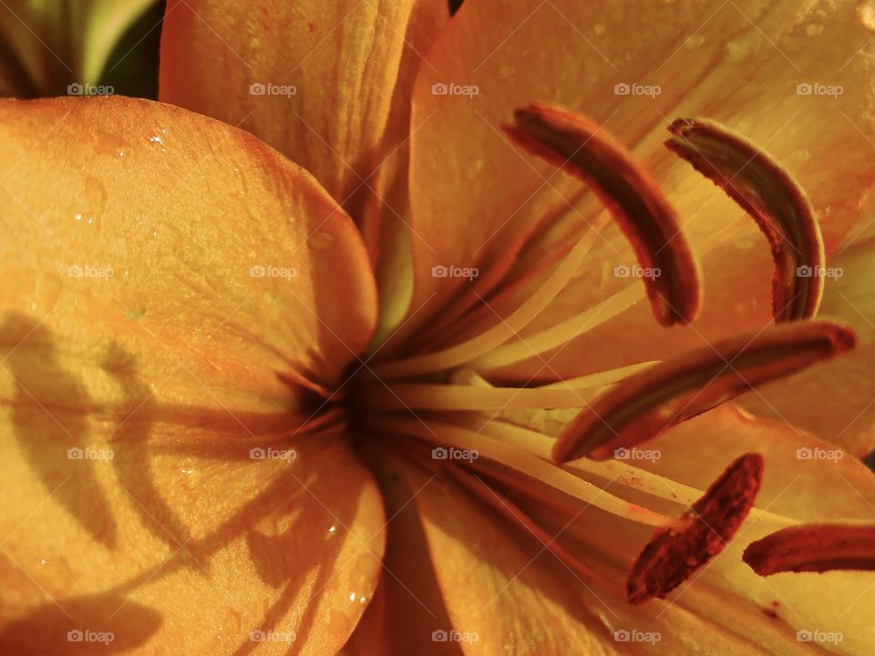 Closeup of flower