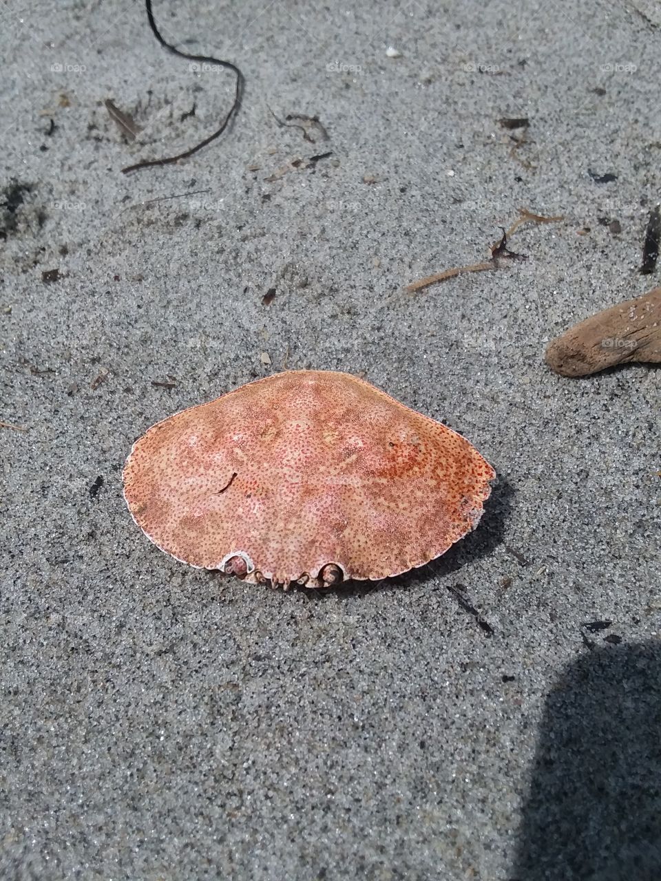 crab shell