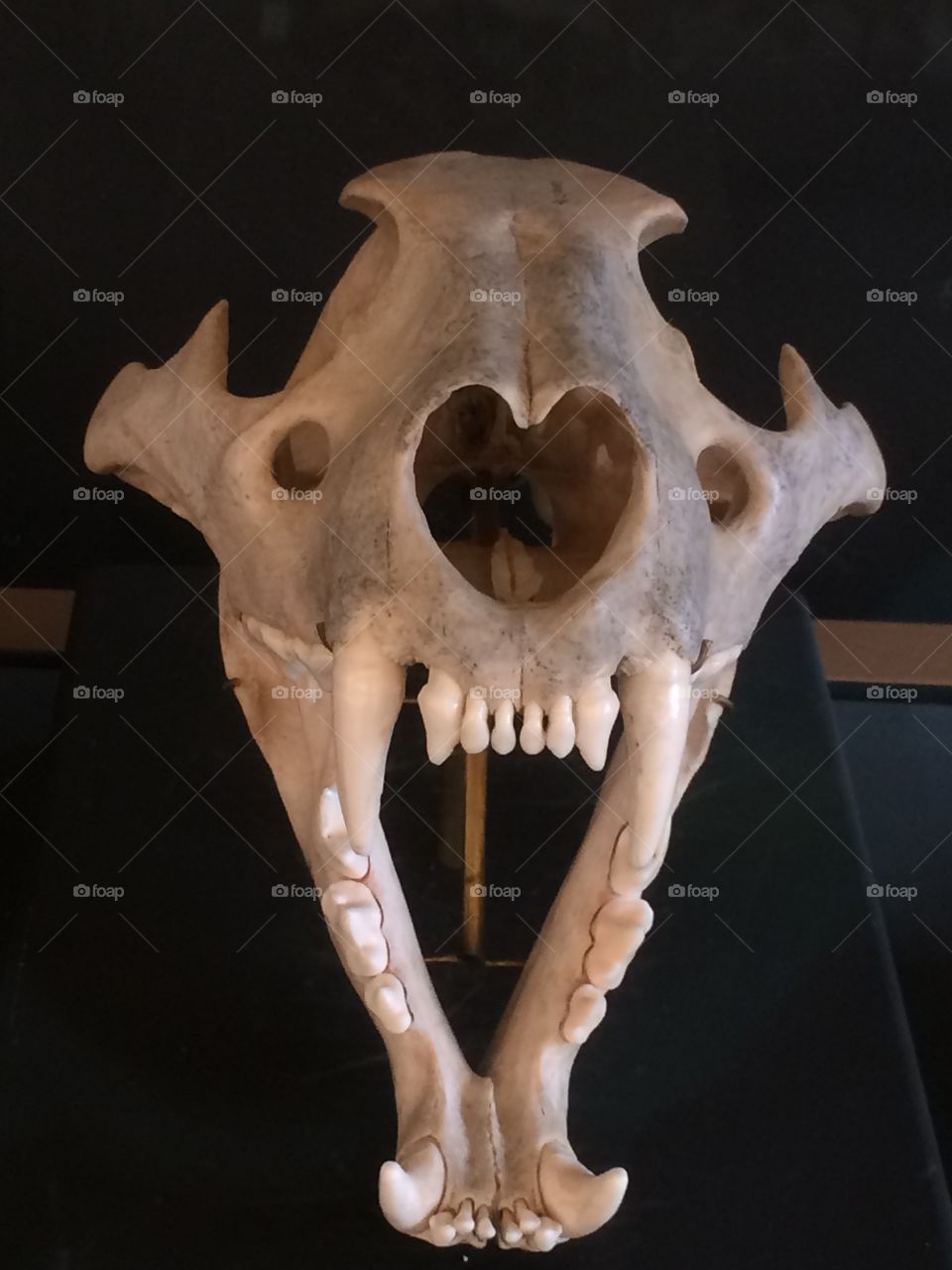Africa lion skull
