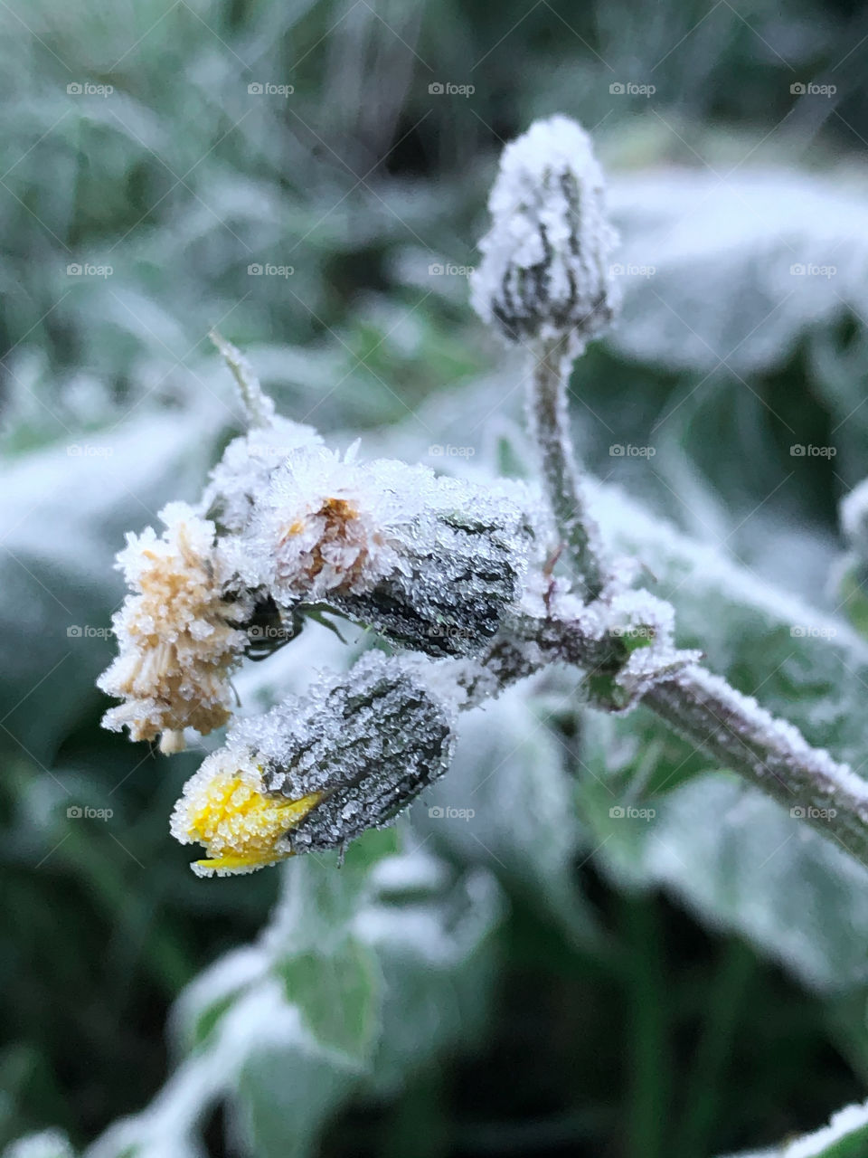 A tiny yellow flower bud, stands out from the frosted greenery 