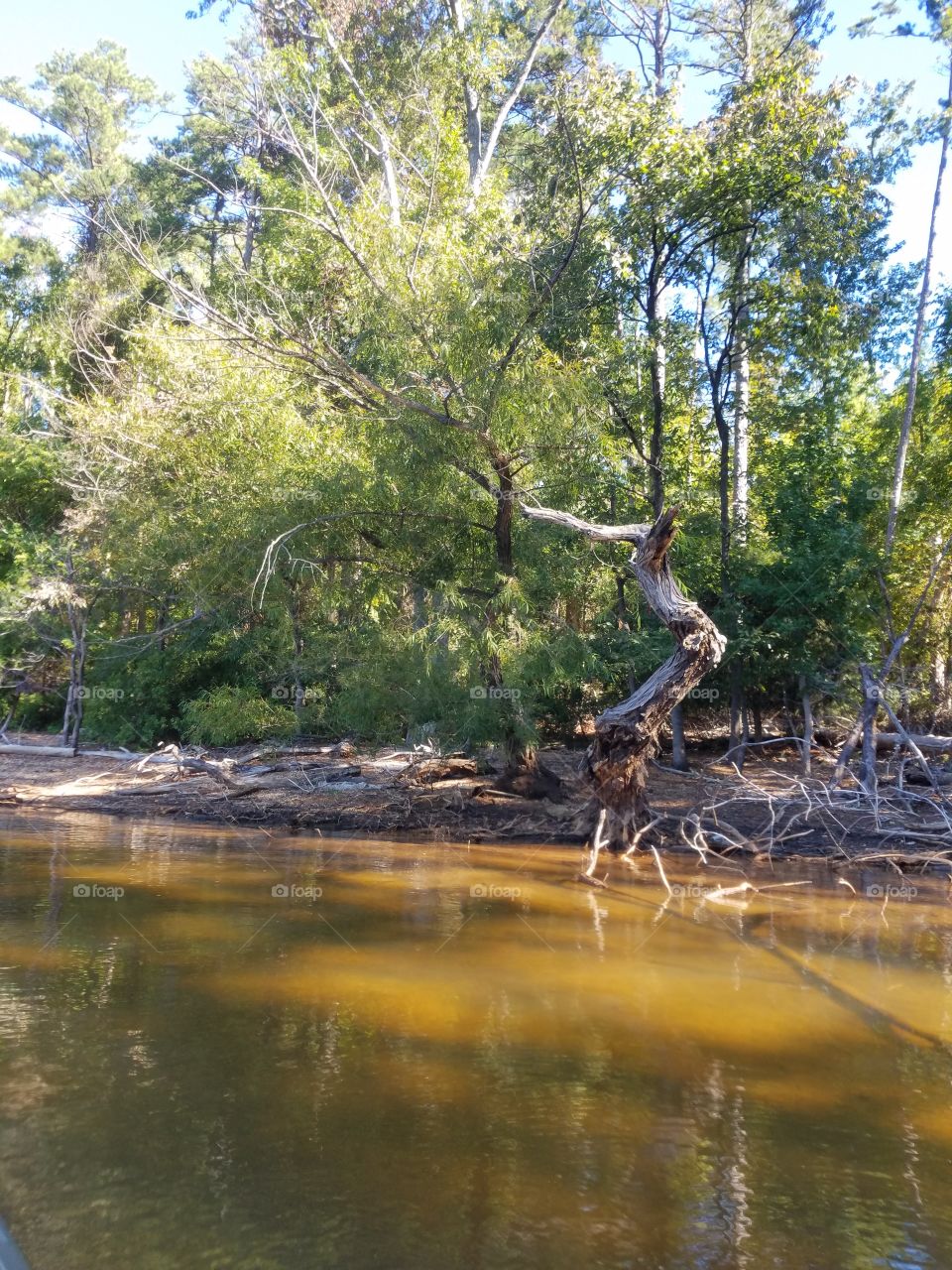 scene of trees, one of which appears to be in motion; a tree dancing the mambo or is it the flamenco?