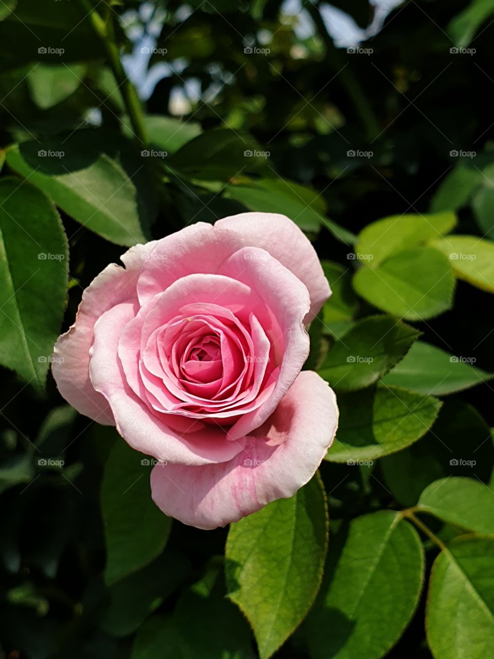 the beautiful rose