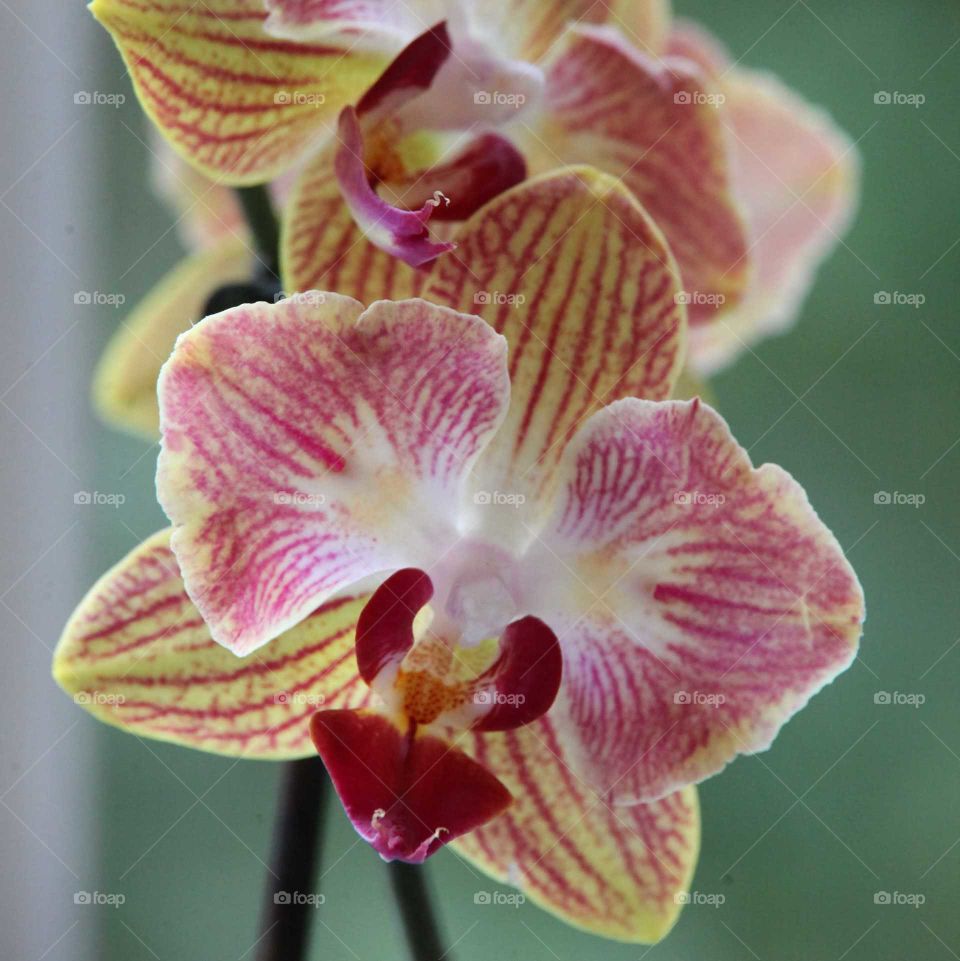 orchid.
