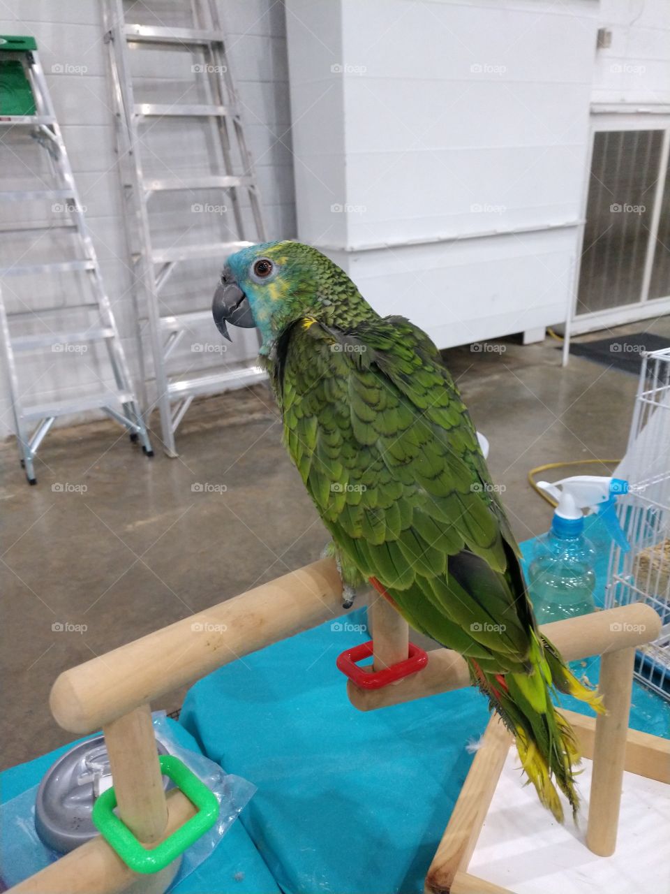 Baby Amazon Parrot