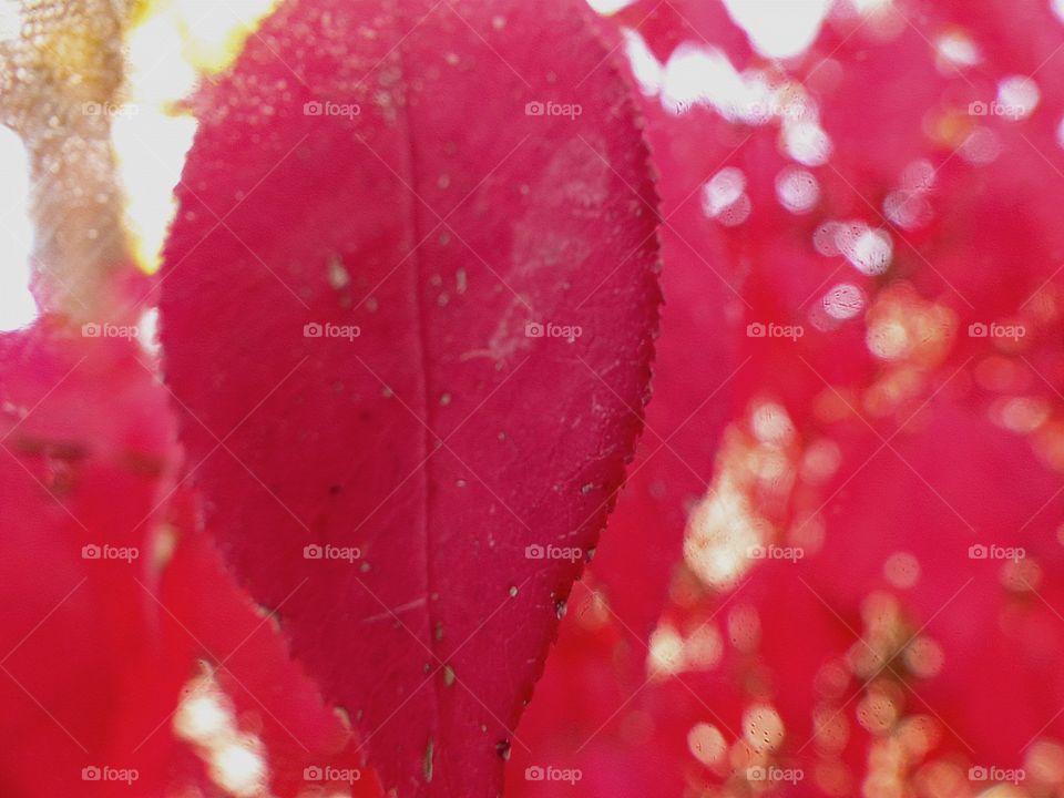 A pink leaf growing in a bush 