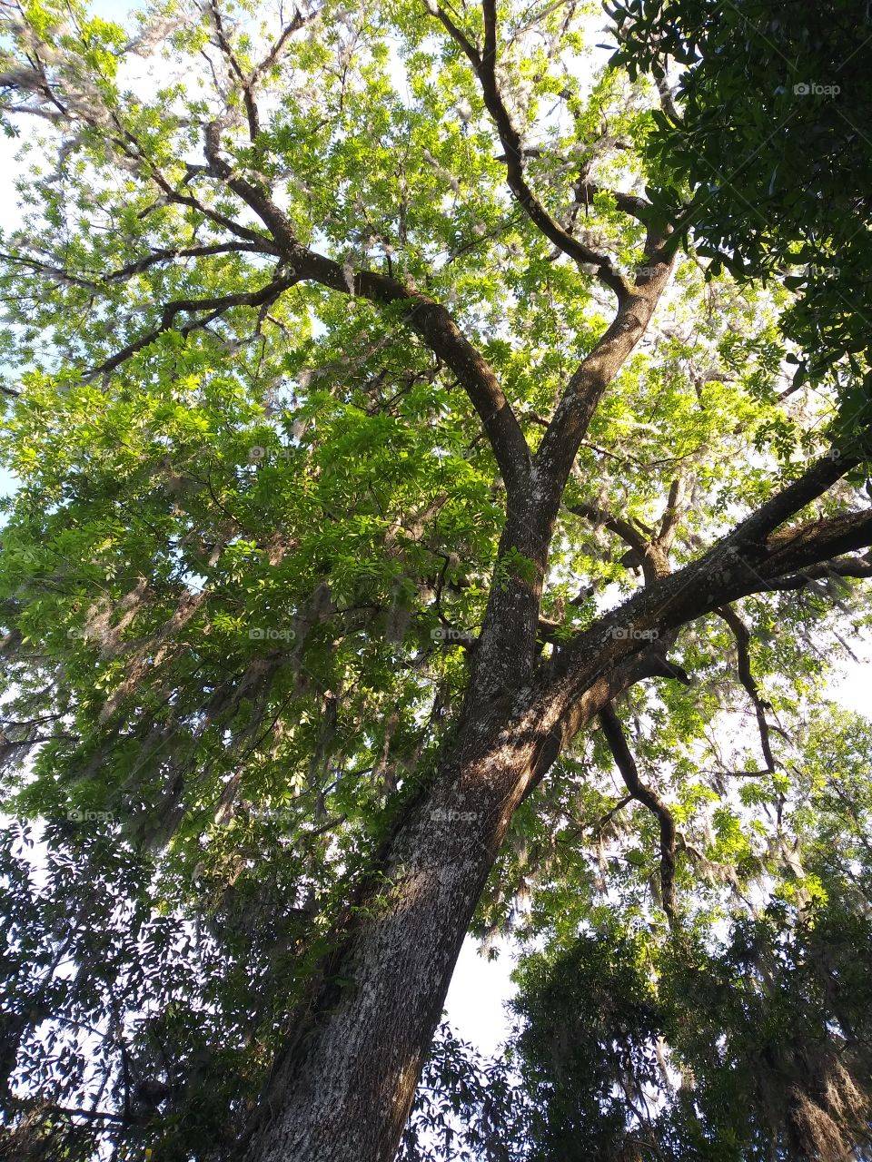 Looking up into the tree