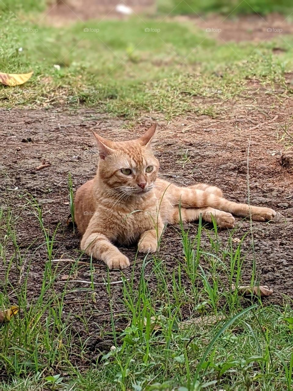 orange cat🐈