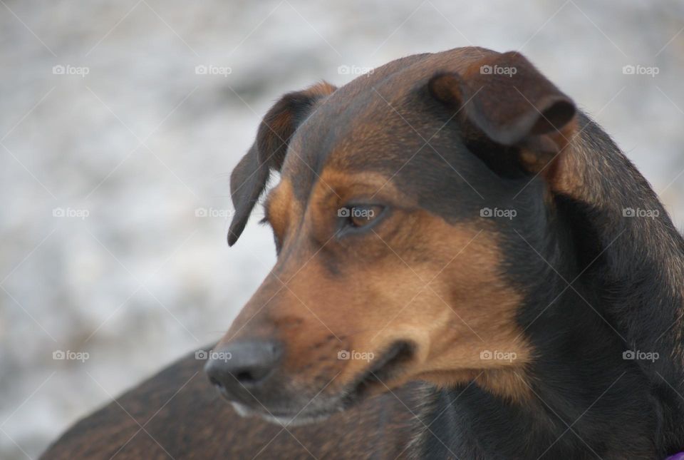 black and brown podenco dog