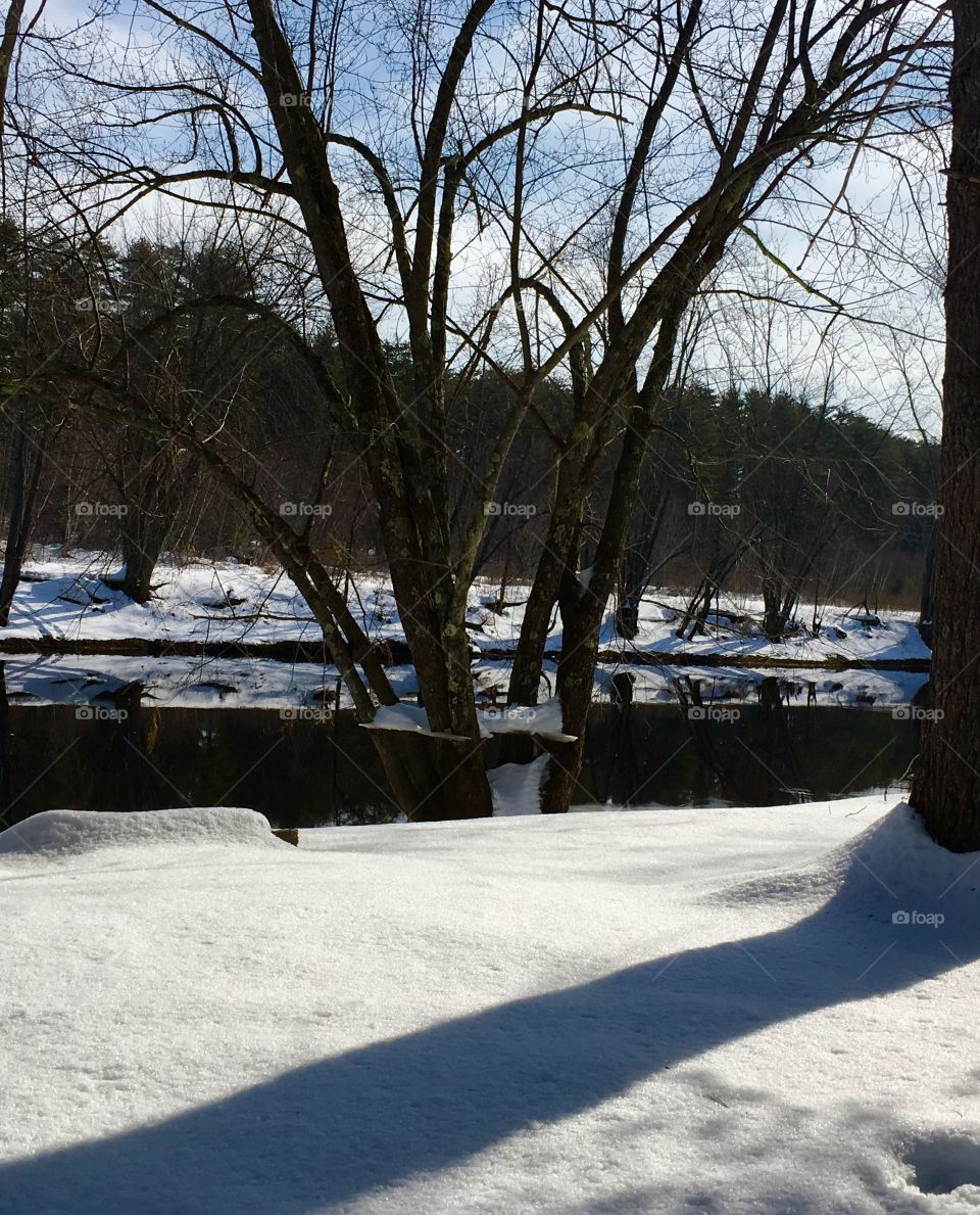 Ice shelves in the trees 