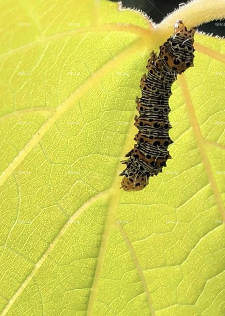 Caterpillar on a leaf