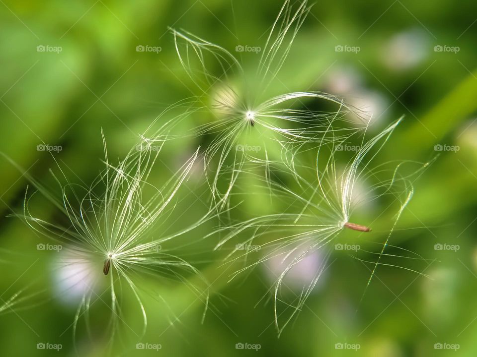 Wild plant seeds.