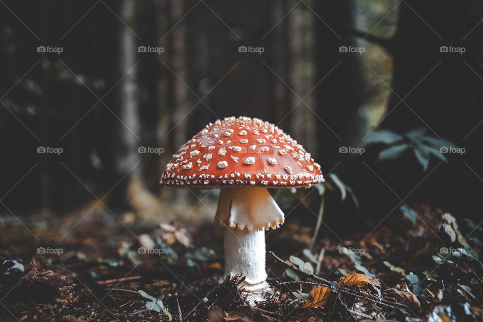 mushroom in the jungle